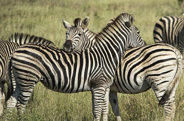 Manada Cebras Una Reserva Sudáfrica — Foto de Stock