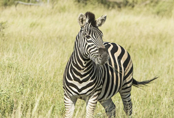 Cebra Solitaria Una Reserva Sudáfrica — Foto de Stock