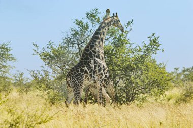 iki zürafalar Bush mücadele