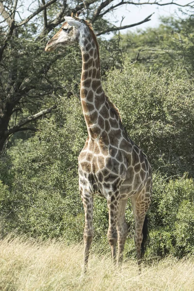 Самотній Жираф Йде Кущі — стокове фото