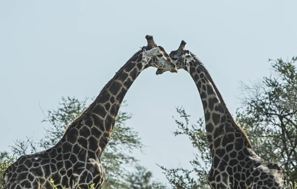 Due Giraffe Che Guardano Intorno — Foto Stock