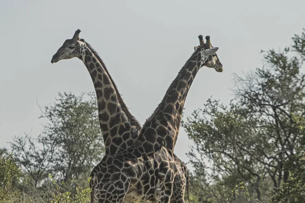 Due Giraffe Che Guardano Intorno — Foto Stock