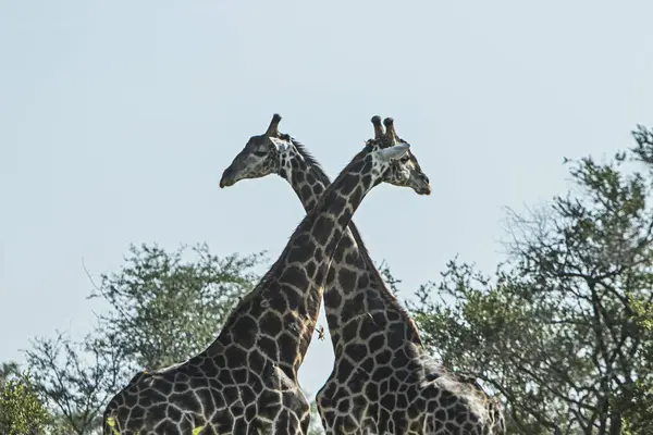 Dos Jirafas Mirando Alrededor —  Fotos de Stock