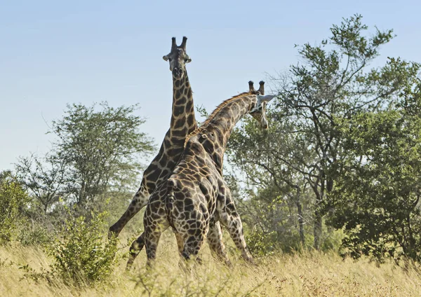 Два Жирафи Борються Кущі — стокове фото