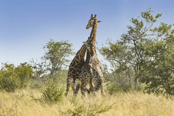 Due Giraffe Che Combattono Nel Cespuglio — Foto Stock