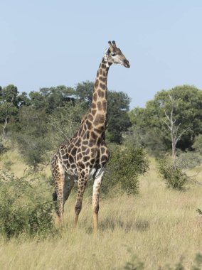 Bush yürüyüş yalnız zürafa