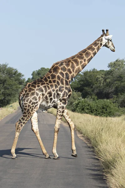 Einsame Giraffe Überquert Die Straße — Stockfoto