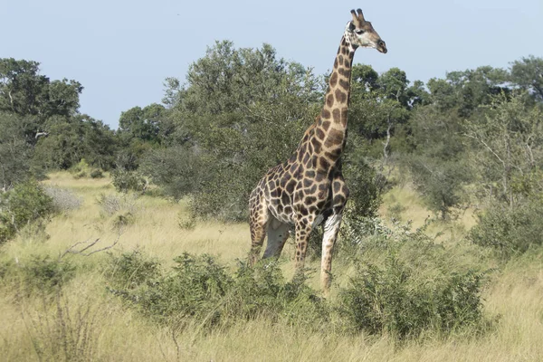 Eenzame Giraffe Wandelen Bush — Stockfoto