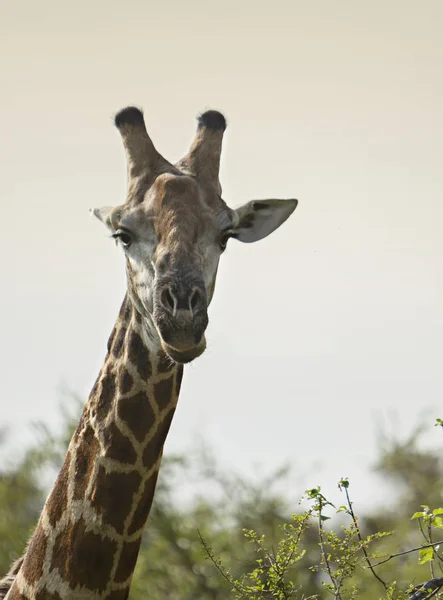 Testa Giraffa Sfondo Pallido — Foto Stock