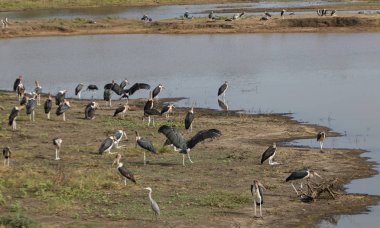 Gölde marbölge kolonisi