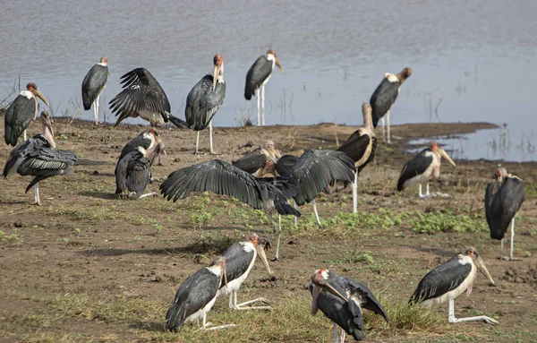 Colonia Marabouts Lago — Foto de Stock