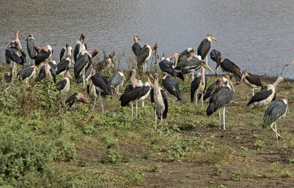 Colonia Marabouts Lago — Foto de Stock