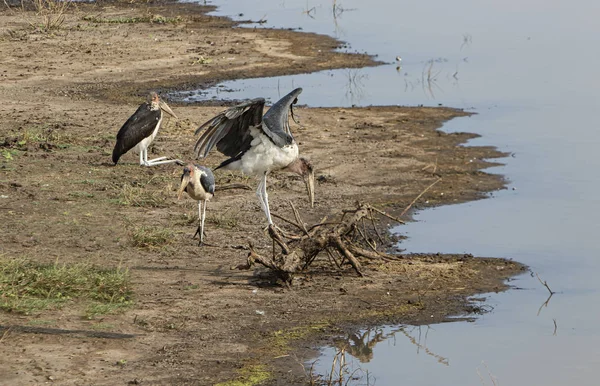 Colonie Marabouts Lac — Photo