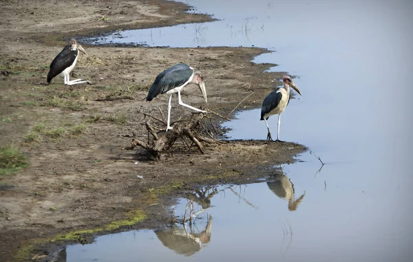 Marabouts Lago Sudáfrica — Foto de Stock