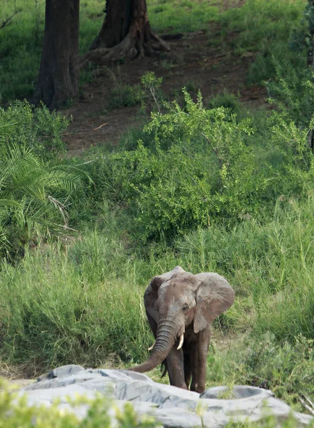 Молодой Слон Гуляет Лесу — стоковое фото