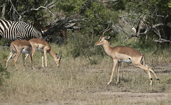 Antiloper Och Zebror Bete Savannen — Stockfoto