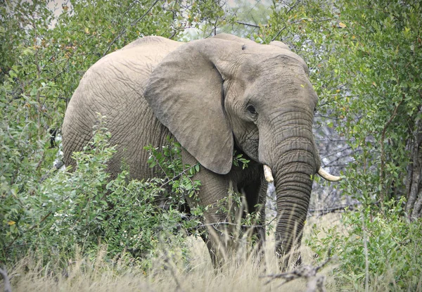 大象在南非大草原 — 图库照片