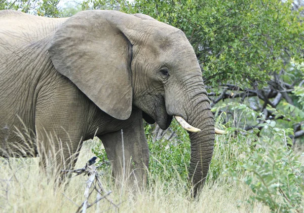 Primer Plano Una Cabeza Elefante — Foto de Stock