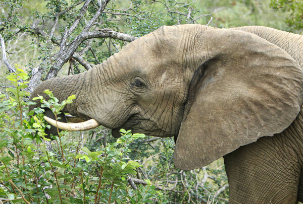 Close up on a head of elephant