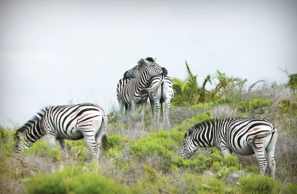 Grupo Cebras Pastando Arbusto — Foto de Stock