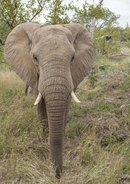 Elefante Macho Peligroso Solitario Parque Kruger —  Fotos de Stock