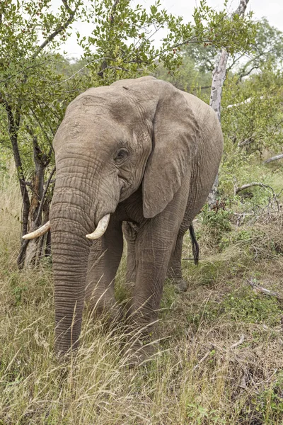 Solitário Perigoso Elefante Masculino Parque Kruger — Fotografia de Stock