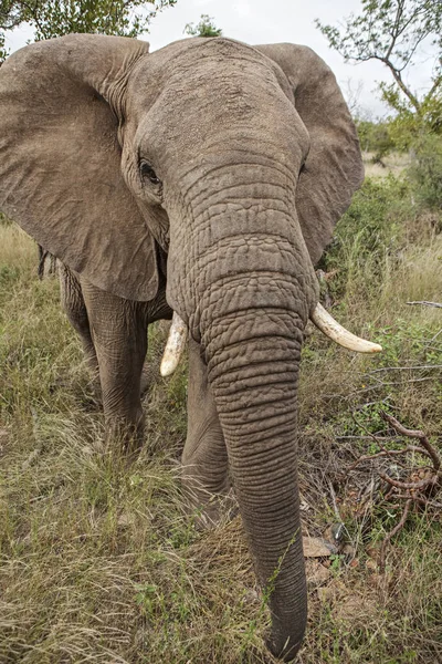 Éléphant Mâle Dangereux Solitaire Dans Parc Kruger — Photo