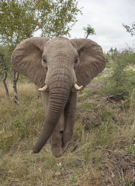 Éléphant Mâle Dangereux Solitaire Dans Parc Kruger — Photo