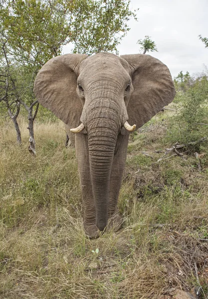 Solitário Perigoso Elefante Masculino Parque Kruger — Fotografia de Stock