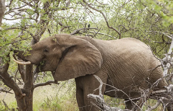 Elefante Solitário Comendo Folhas Parque Kruger — Fotografia de Stock