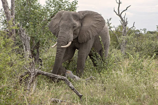 Éléphant Solitaire Dans Brousse Parc Kruger — Photo