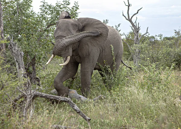 Éléphant Solitaire Dans Brousse Parc Kruger — Photo