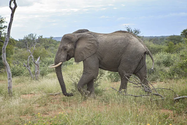 Elefante Solitário Arbusto Parque Kruger — Fotografia de Stock