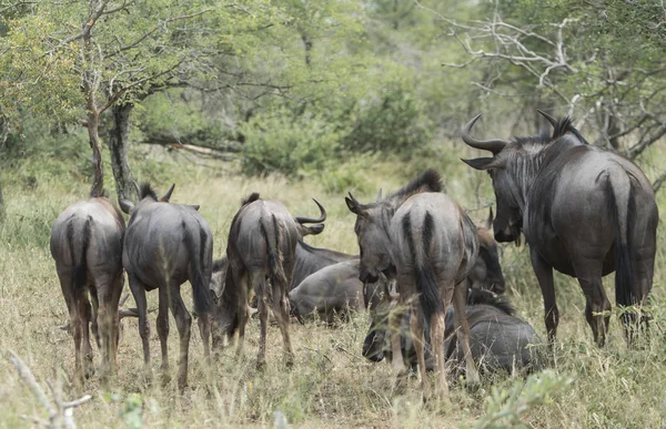 Manada Gnus Pastando Savana — Fotografia de Stock