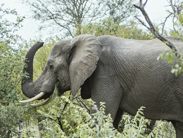 Einsamer Elefant Läuft Durch Den Busch — Stockfoto