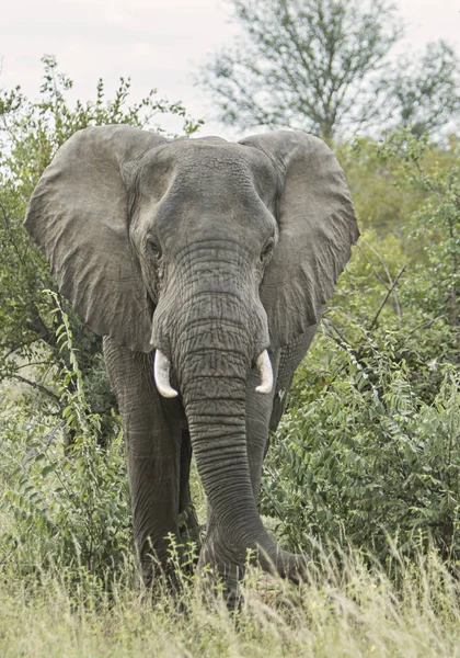 Elefante Solitario Paseando Arbusto — Foto de Stock