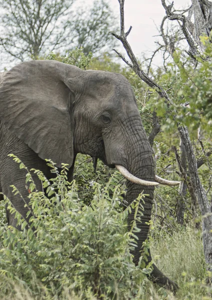 Einsamer Elefant Läuft Durch Den Busch — Stockfoto