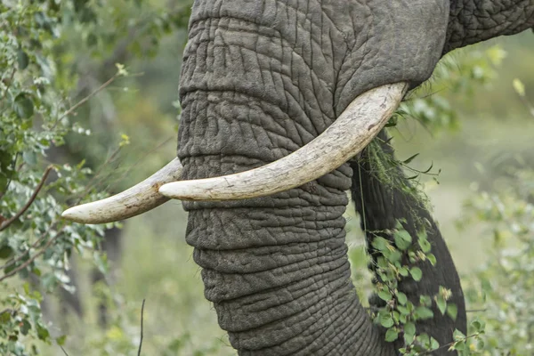 Colmillos Cuerno Elefante Sudáfrica — Foto de Stock