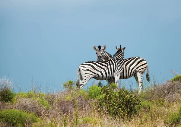 Two Zebras Grazing Bush — Stock Photo, Image