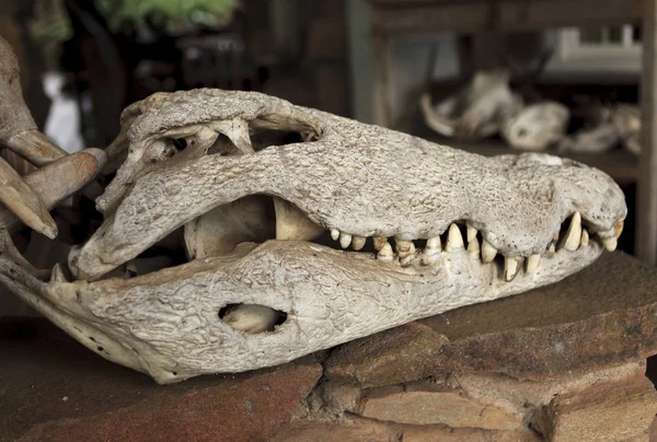 Craniu Vechi Crocodil Mort — Fotografie, imagine de stoc