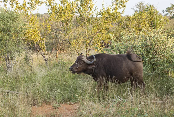 Ensam Buffel Kruger Park — Stockfoto