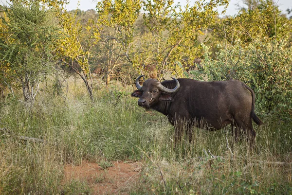 Ensam Buffel Kruger Park — Stockfoto