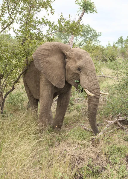 Einsamer Gefährlicher Männlicher Elefant Kruger Park — Stockfoto