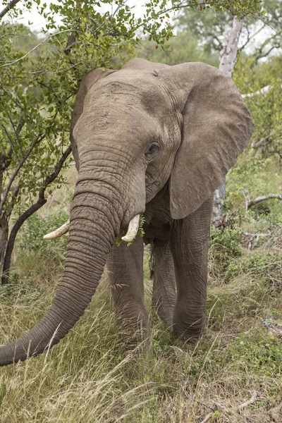 Einsamer Gefährlicher Männlicher Elefant Kruger Park — Stockfoto