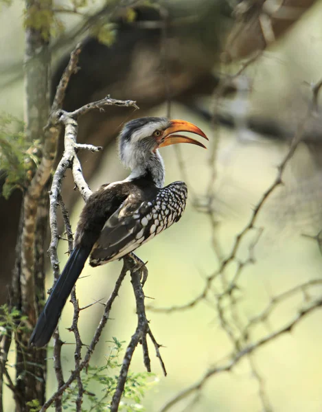 Hornbill Perched Branch — Stock Photo, Image