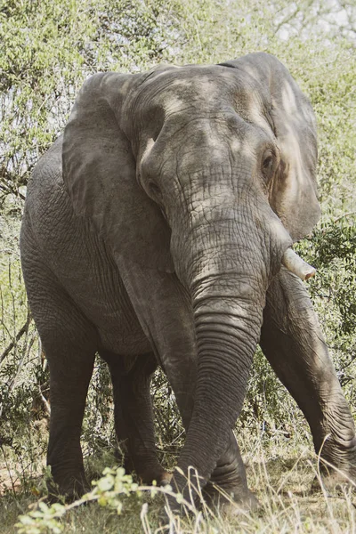 老孤独的大象在丛林南非 — 图库照片