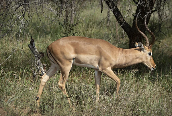 Antelope Grazen Savanne — Stockfoto