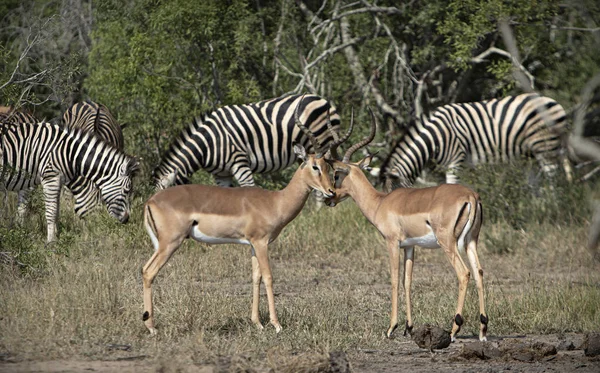 Antílopes Zebras Pastando Savana — Fotografia de Stock