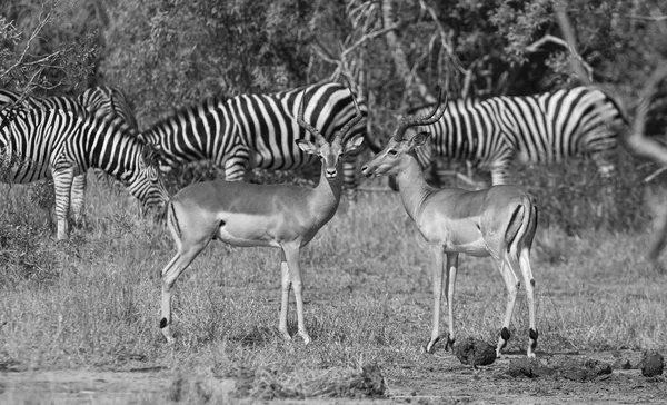 Antilopi Zebre Pascolo Nella Savana — Foto Stock