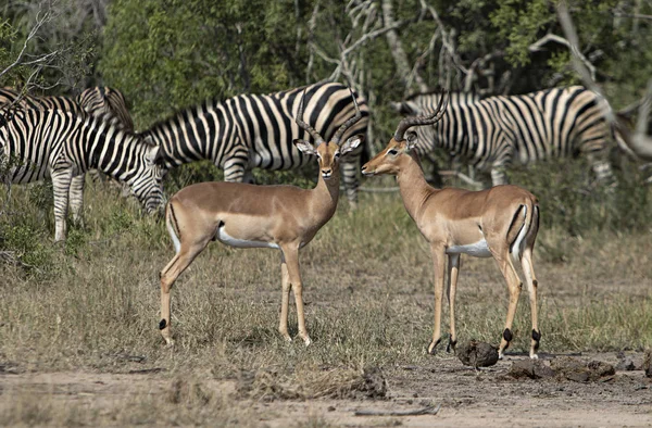 Antílopes Cebras Pastando Sabana — Foto de Stock